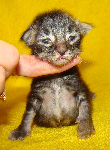     Catsvill County!   !    !       !!!    Catsvill County +7-926-544-74-09     .   ,   ,   ,    ,   ,  ,     ,   -,    ,   !