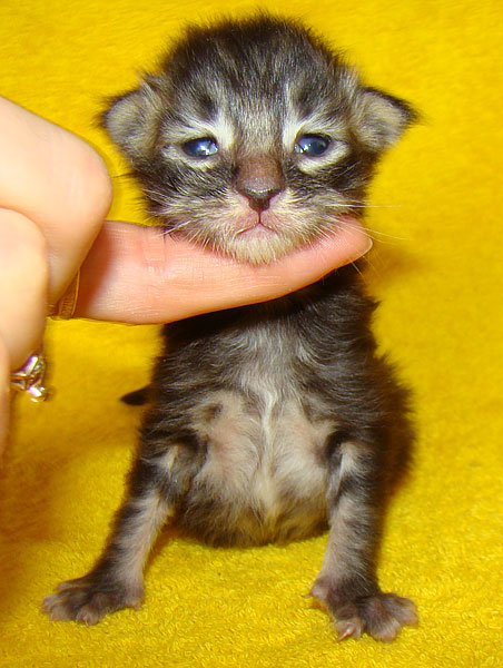     Catsvill County!   !    !       !!!    Catsvill County +7-926-544-74-09     .   ,   ,   ,    ,   ,  ,     ,   -,    ,   !