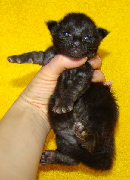 Мейн кун котенок питомника Catsvill County! Мейн куны! Котята породы Мейн кун! Мэйн кун нежный гигант в Вашем доме!!! Питомник мейн кунов Catsvill County +7-926-544-74-09 Мейн кун ласковый гигант. Мэйн кун котята, мейн кун продажа, мейн кун купить, мейн кун фото, мейн кун питомник, Мейн куны, Котята породы Мейн кун, Котята Мейн-куна, самой крупной породы кошек, могут стать вашими!