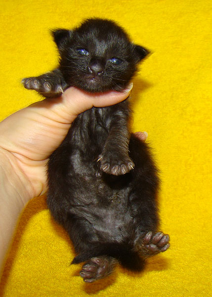 Мейн кун котенок питомника Catsvill County! Мейн куны! Котята породы Мейн кун! Мэйн кун нежный гигант в Вашем доме!!! Питомник мейн кунов Catsvill County +7-926-544-74-09 Мейн кун ласковый гигант. Мэйн кун котята, мейн кун продажа, мейн кун купить, мейн кун фото, мейн кун питомник, Мейн куны, Котята породы Мейн кун, Котята Мейн-куна, самой крупной породы кошек, могут стать вашими!