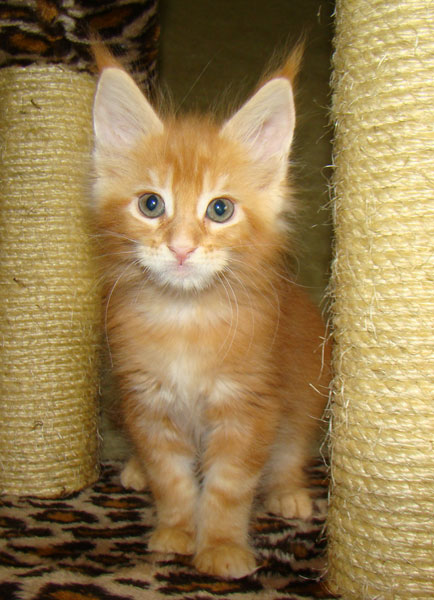 Мейн кун котенок питомника Catsvill County! Мейн куны! Котята породы Мейн кун! Мэйн кун нежный гигант в Вашем доме!!! Питомник мейн кунов Catsvill County +7-926-544-74-09 Мейн кун ласковый гигант. Мэйн кун котята, мейн кун продажа, мейн кун купить, мейн кун фото, мейн кун питомник, Мейн куны, Котята породы Мейн кун, Котята Мейн-куна, самой крупной породы кошек, могут стать вашими!