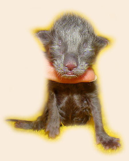 ���� ��� ������� ��������� Catsvill County!  ���� ����! ������ ������ ���� ���! ���� ��� ������ ������ � ����� ����!!! �������� ���� ����� Catsvill County +7-926-544-74-09  ���� ��� �������� ������. ���� ��� ������, ���� ��� �������, ���� ��� ������,  ���� ��� ����, ���� ��� ��������, ���� ����,  ������ ������ ���� ���,  ������ ����-����, ����� ������� ������ �����, ����� ����� ������!