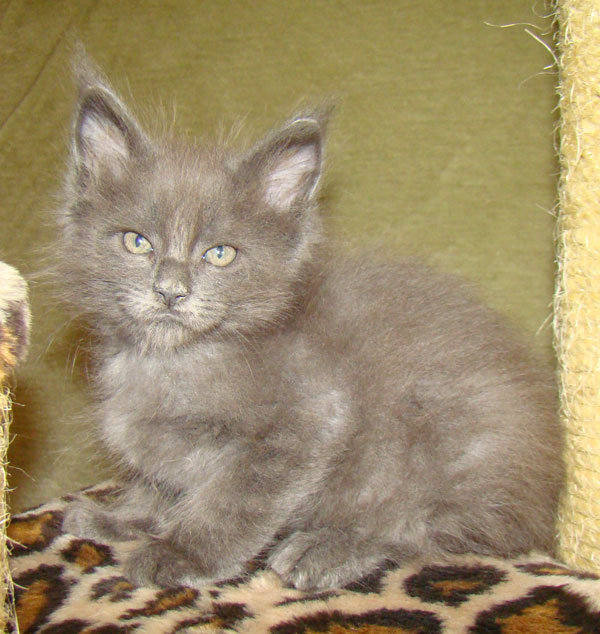 ���� ��� ������� ��������� Catsvill County!  ���� ����! ������ ������ ���� ���! ���� ��� ������ ������ � ����� ����!!! �������� ���� ����� Catsvill County +7-926-544-74-09  ���� ��� �������� ������. ���� ��� ������, ���� ��� �������, ���� ��� ������,  ���� ��� ����, ���� ��� ��������, ���� ����,  ������ ������ ���� ���,  ������ ����-����, ����� ������� ������ �����, ����� ����� ������!