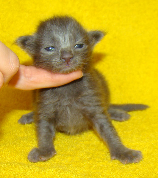 ���� ��� ������� ��������� Catsvill County!  ���� ����! ������ ������ ���� ���! ���� ��� ������ ������ � ����� ����!!! �������� ���� ����� Catsvill County +7-926-544-74-09  ���� ��� �������� ������. ���� ��� ������, ���� ��� �������, ���� ��� ������,  ���� ��� ����, ���� ��� ��������, ���� ����,  ������ ������ ���� ���,  ������ ����-����, ����� ������� ������ �����, ����� ����� ������!