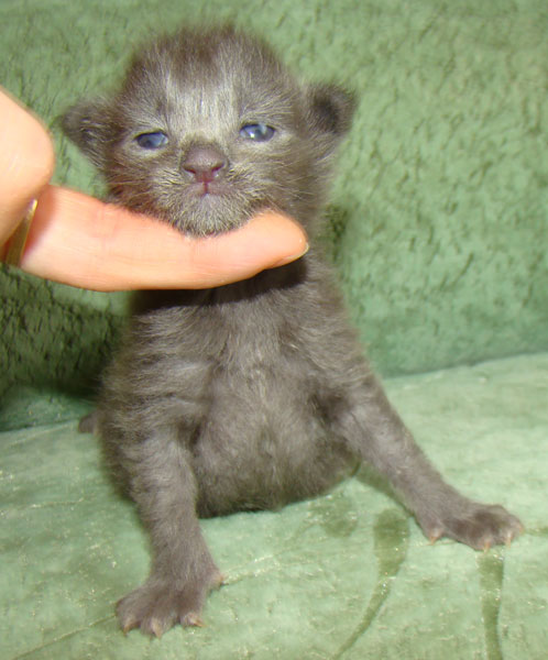 ���� ��� ������� ��������� Catsvill County!  ���� ����! ������ ������ ���� ���! ���� ��� ������ ������ � ����� ����!!! �������� ���� ����� Catsvill County +7-926-544-74-09  ���� ��� �������� ������. ���� ��� ������, ���� ��� �������, ���� ��� ������,  ���� ��� ����, ���� ��� ��������, ���� ����,  ������ ������ ���� ���,  ������ ����-����, ����� ������� ������ �����, ����� ����� ������!