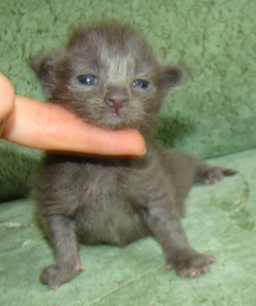 ���� ��� ������� ��������� Catsvill County!  ���� ����! ������ ������ ���� ���! ���� ��� ������ ������ � ����� ����!!! �������� ���� ����� Catsvill County +7-926-544-74-09  ���� ��� �������� ������. ���� ��� ������, ���� ��� �������, ���� ��� ������,  ���� ��� ����, ���� ��� ��������, ���� ����,  ������ ������ ���� ���,  ������ ����-����, ����� ������� ������ �����, ����� ����� ������!