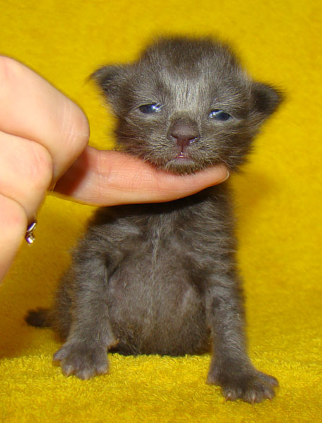 ���� ��� ������� ��������� Catsvill County!  ���� ����! ������ ������ ���� ���! ���� ��� ������ ������ � ����� ����!!! �������� ���� ����� Catsvill County +7-926-544-74-09  ���� ��� �������� ������. ���� ��� ������, ���� ��� �������, ���� ��� ������,  ���� ��� ����, ���� ��� ��������, ���� ����,  ������ ������ ���� ���,  ������ ����-����, ����� ������� ������ �����, ����� ����� ������!