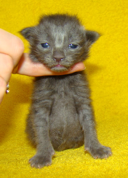 ���� ��� ������� ��������� Catsvill County!  ���� ����! ������ ������ ���� ���! ���� ��� ������ ������ � ����� ����!!! �������� ���� ����� Catsvill County +7-926-544-74-09  ���� ��� �������� ������. ���� ��� ������, ���� ��� �������, ���� ��� ������,  ���� ��� ����, ���� ��� ��������, ���� ����,  ������ ������ ���� ���,  ������ ����-����, ����� ������� ������ �����, ����� ����� ������!