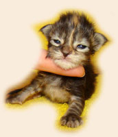      Catsvill County