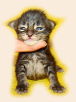      Catsvill County