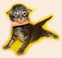      Catsvill County