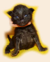      Catsvill County