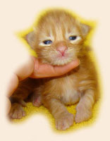      Catsvill County