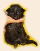      Catsvill County