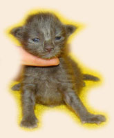      Catsvill County