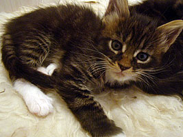      Catsvill County