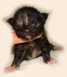      Catsvill County