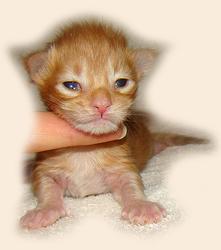      Catsvill County