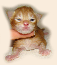      Catsvill County