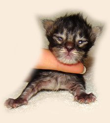      Catsvill County