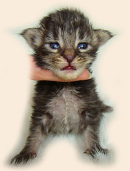      Catsvill County