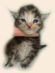      Catsvill County