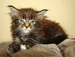      Catsvill County