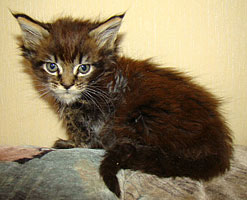      Catsvill County