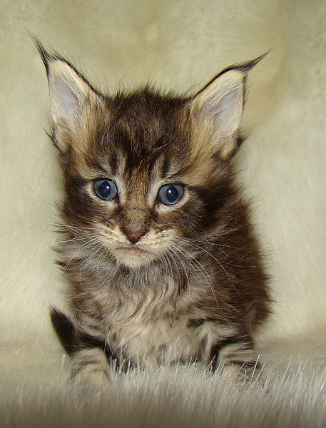      Catsvill County