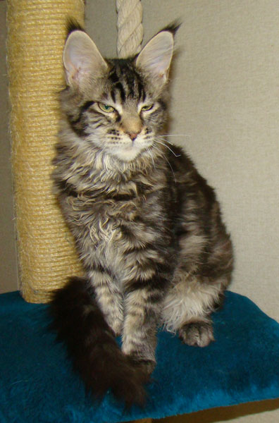      Catsvill County
