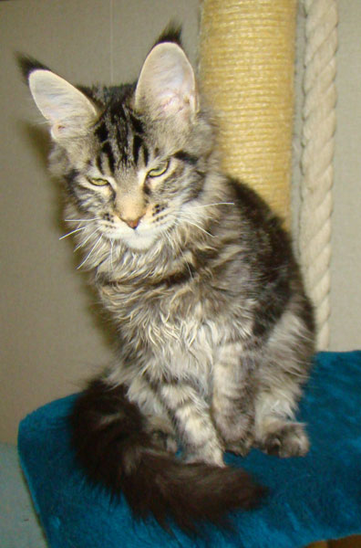      Catsvill County