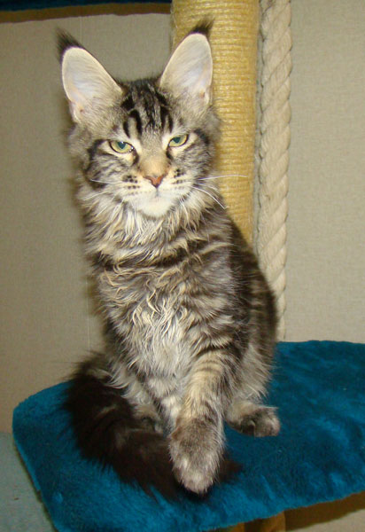      Catsvill County
