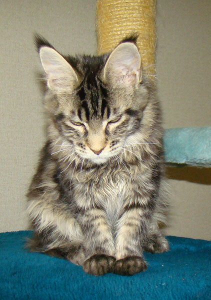      Catsvill County