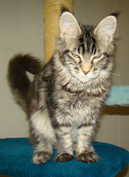      Catsvill County