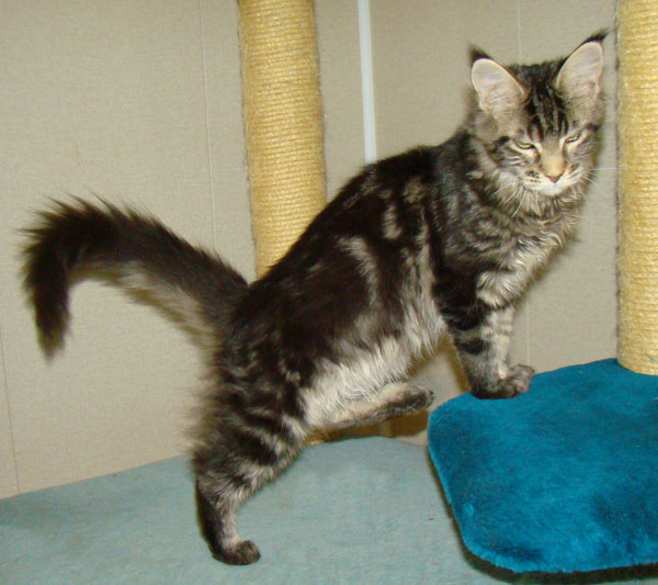      Catsvill County