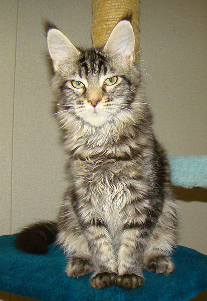      Catsvill County