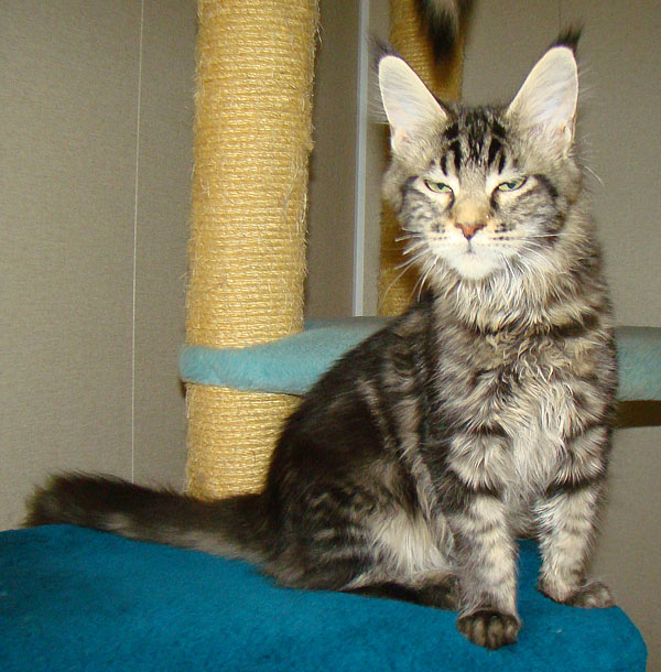      Catsvill County