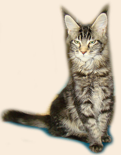      Catsvill County