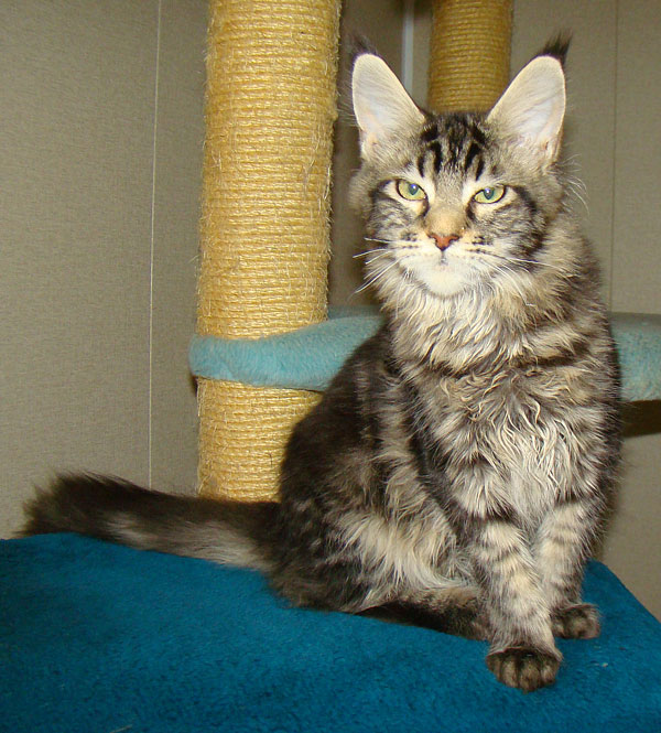      Catsvill County