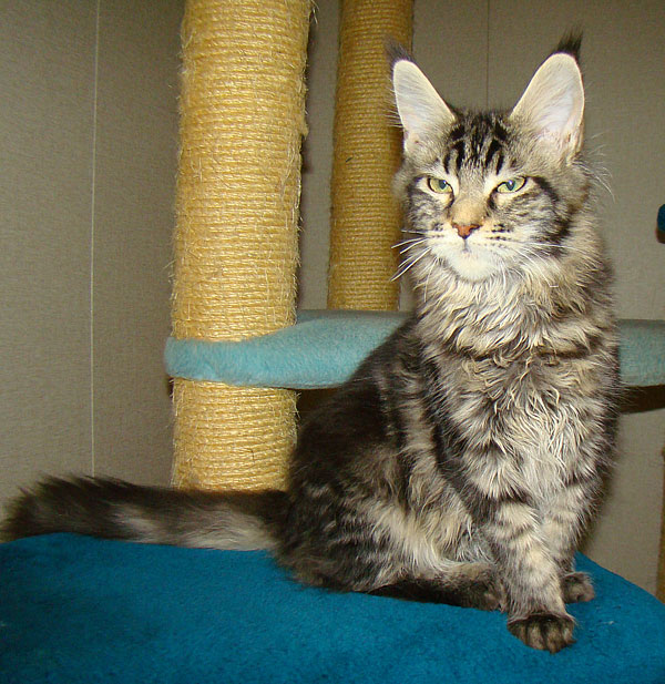      Catsvill County
