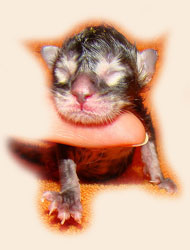     Catsvill County