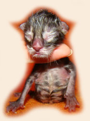      Catsvill County