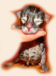      Catsvill County