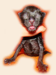      Catsvill County