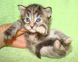     Catsvill County