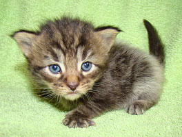      Catsvill County