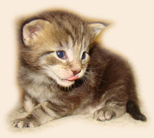      Catsvill County