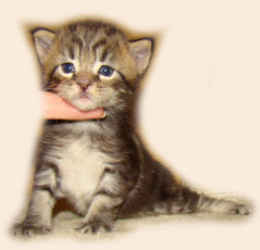      Catsvill County