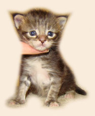      Catsvill County