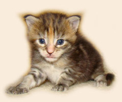      Catsvill County